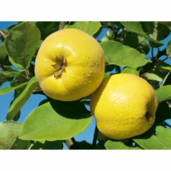 Weleda Neusspray Gencydo -Winkel Voor Gezondheidszorgproducten 761884 3