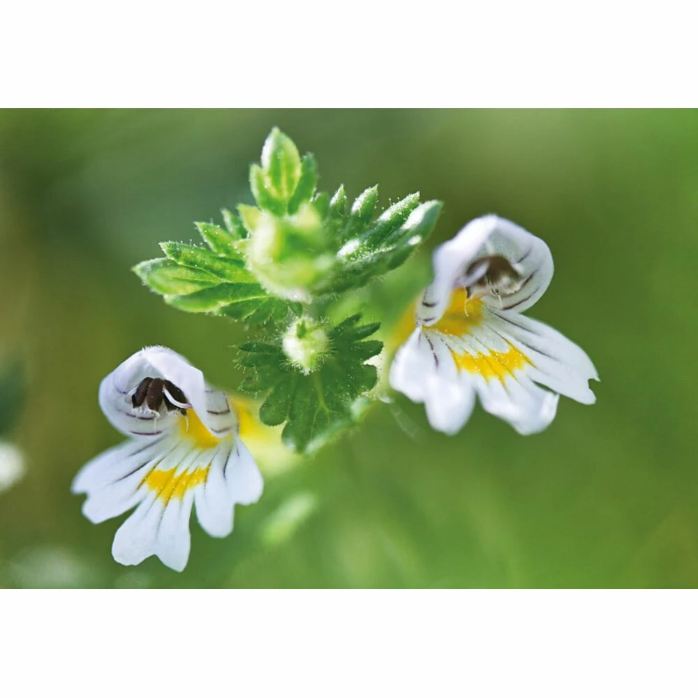 Weleda Oogdruppels Ogentroost Ampullen Weleda Oogdruppels Ogentroost Ampullen -Winkel Voor Gezondheidszorgproducten 761903 4