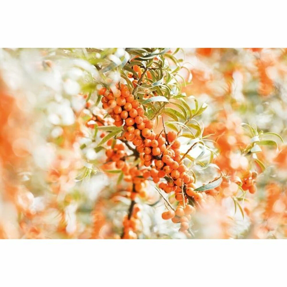 2x Weleda Elixer Bio Duindoorn 2x Weleda Elixer Bio Duindoorn -Winkel Voor Gezondheidszorgproducten 995763 2 1